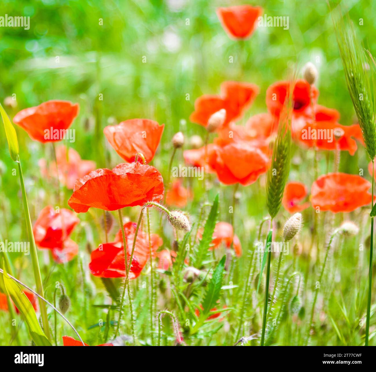 Nahaufnahme von rotem Mohn mit mehr Mohn im Hintergrund Stockfoto