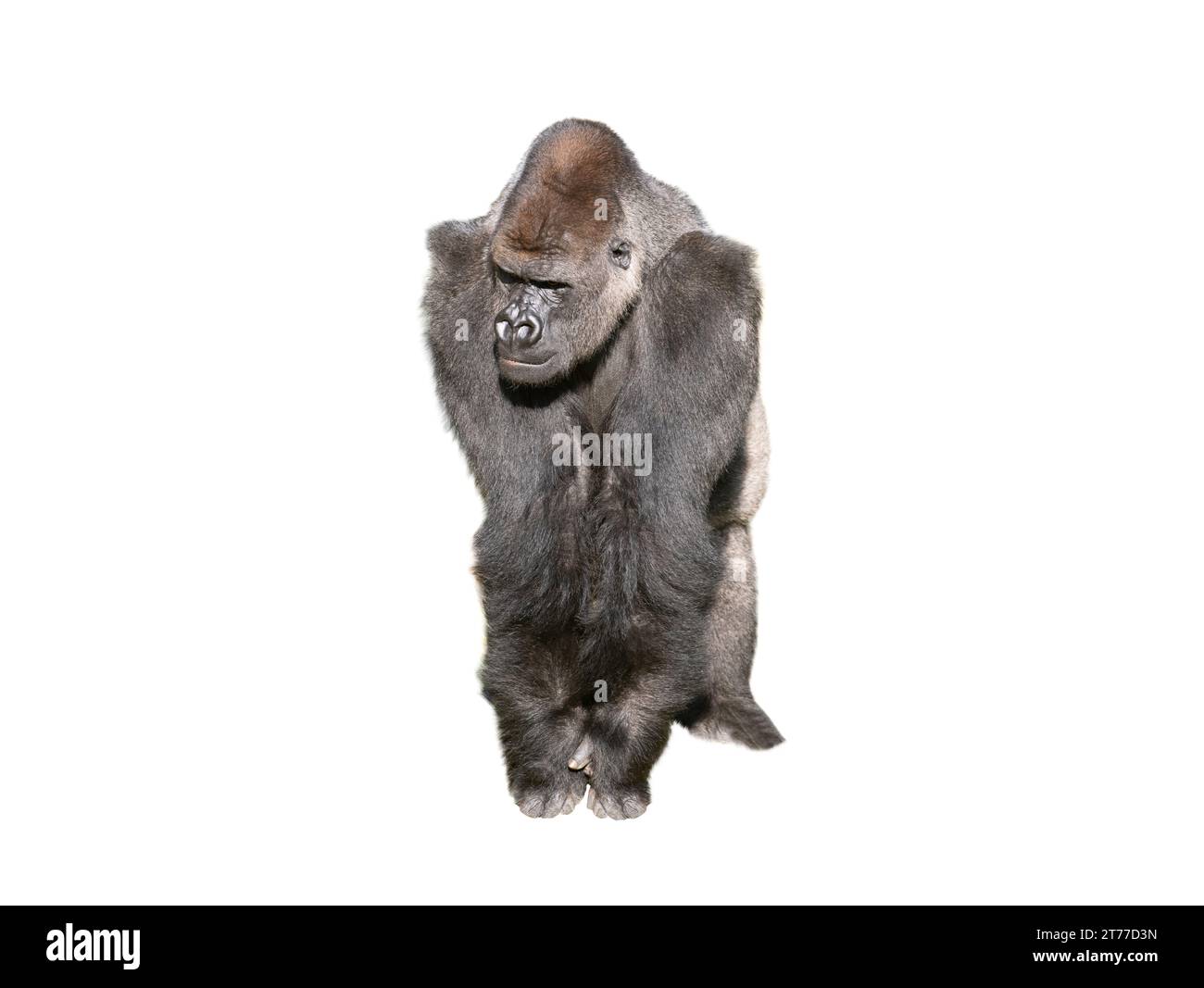 westlicher Tieflandgorilla isoliert auf weißem Hintergrund Stockfoto