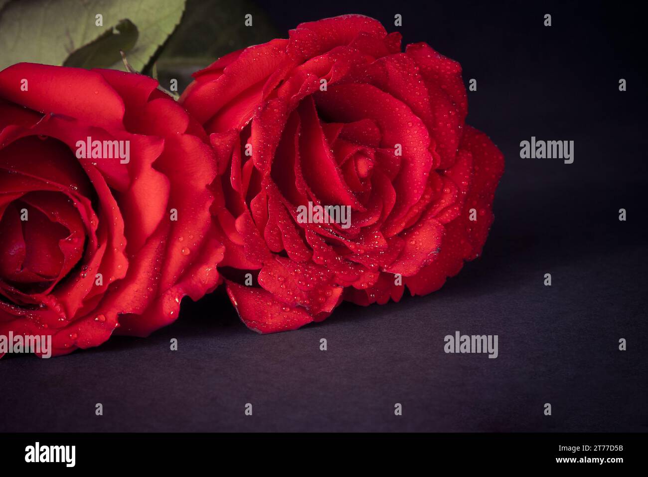 Zwei Rosen mit Tropfen auf dunklem Hintergrund, valentinstag und Liebeskonzept Stockfoto