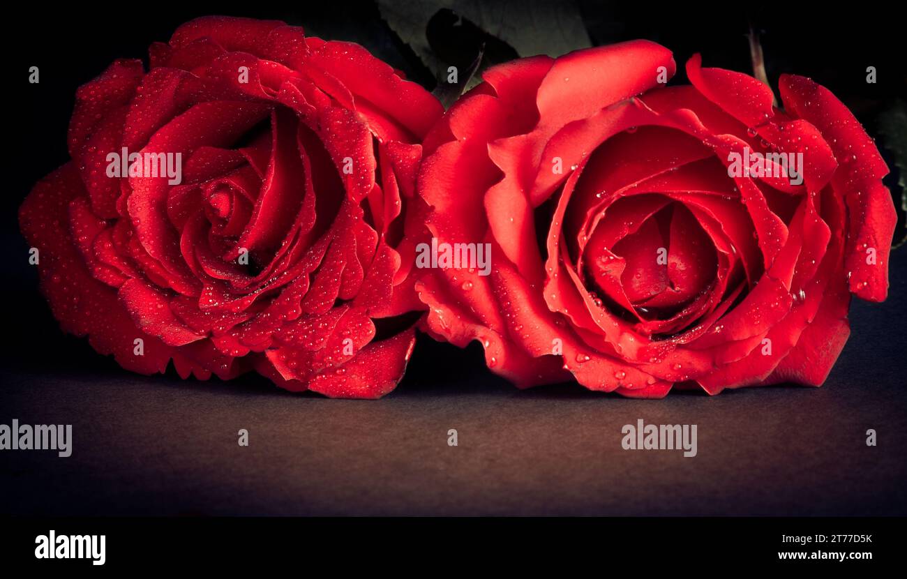 Zwei Rosen mit Tropfen auf schwarzem Hintergrund, alter Stil, valentinstag und Liebeskonzept Stockfoto
