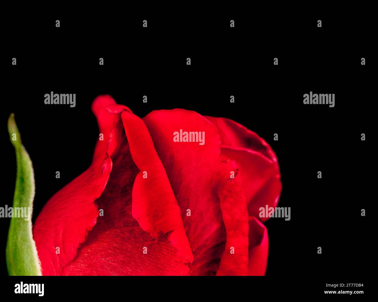 Halb rote Rose auf schwarzem Hintergrund mit Platz für Text, valentinstag und Liebeskonzept Stockfoto