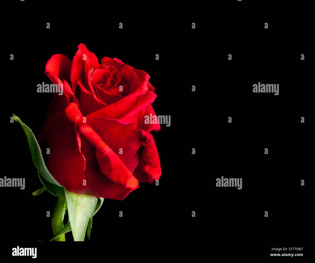 Rote Rose auf schwarzem Hintergrund mit Platz für Text, valentinstag und Liebeskonzept Stockfoto