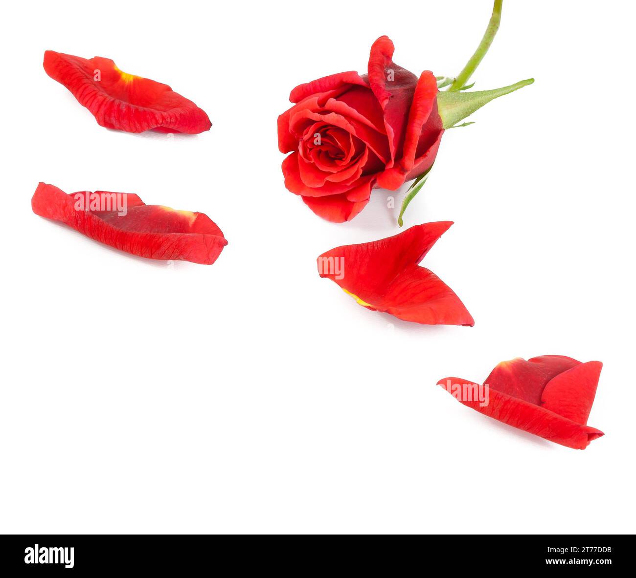 Rote Rose mit Blütenblättern auf weißem Hintergrund, valentinstag und Liebeskonzept Stockfoto