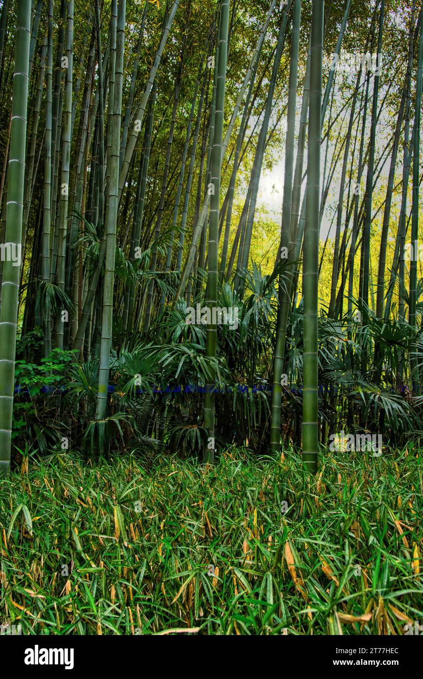 bosquet de tiges bambous avec en Premier Plan un tapis de bambous Nains - ein Bambushain mit einem Teppich aus Zwergbambus im Vordergrund Stockfoto