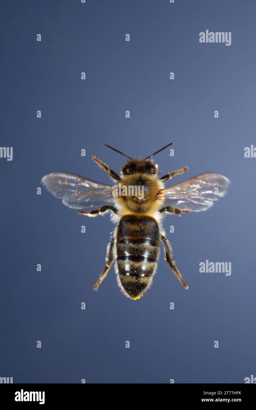 Honigbiene, Bienenstock (APIs mellifera mellifera), im Flug, dorsale Ansicht, Deutschland Stockfoto