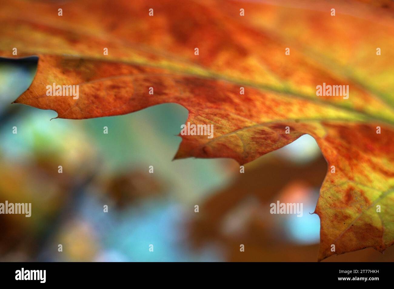 Nahaufnahme eines Teils eines Herbsteichenblattes. Stockfoto