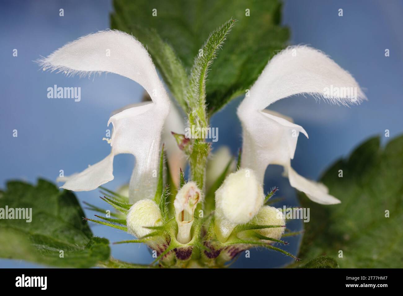 Weiße Brennnessel, weiße Brennnessel (Lamium-Album), Blumen, Nahaufnahme, Deutschland, Bayern Stockfoto