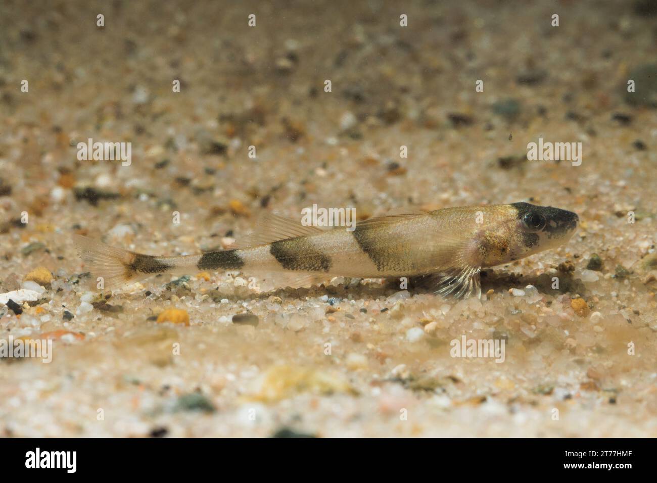 Streber, Donaustreber (Zingel streber), Jugendliche, Schwimmen im Alter von 4 Monaten Stockfoto