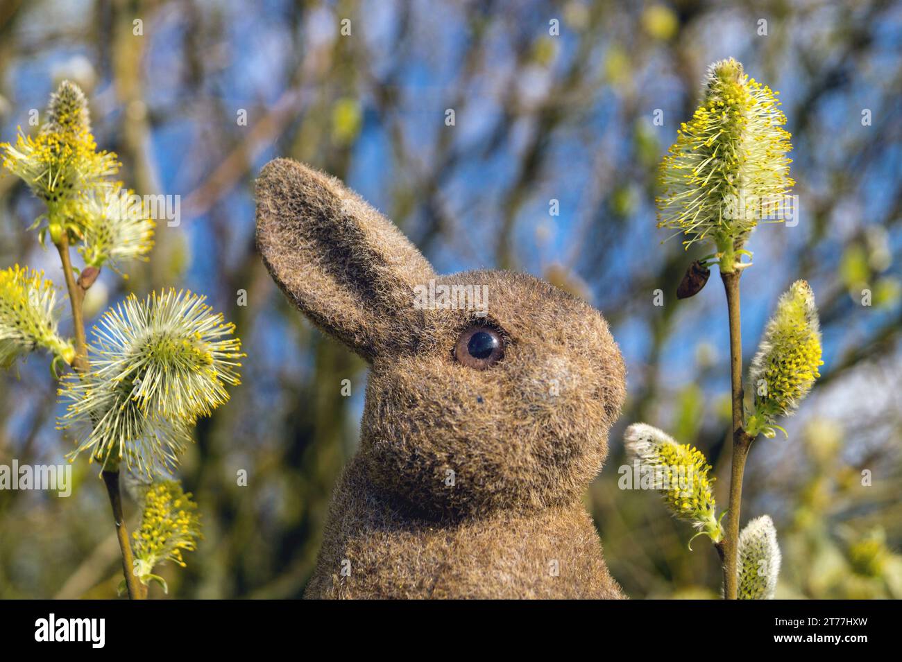 Osterhase in einem Weidenstrauch im Garten Stockfoto