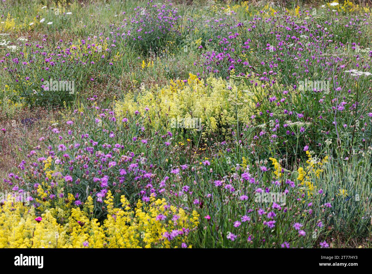 Blumenwiese mit einheimischen Blüten, Ausgleichsmaßnahme, Deutschland, Bayern Stockfoto