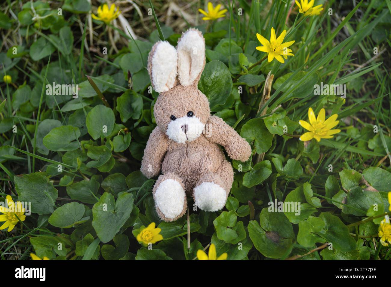 Kleiner Cellandine, Feigenwurzel-Butterbecher (Ranunkulus ficaria, Ficaria Verna), Osterhase in einem Schwarzdornstrauch im Garten Stockfoto