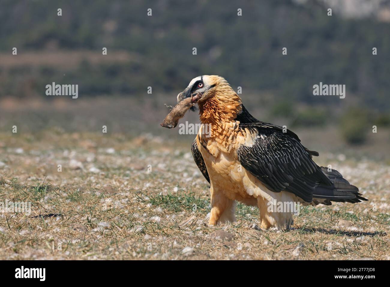 Lammergeier, Bartgeier, Ossifrage (Gypaetus barbatus), steht auf dem Boden in den Pyrenäen und füttert einen Knochen, Seitenansicht, Spanien, Katalonien, Stockfoto