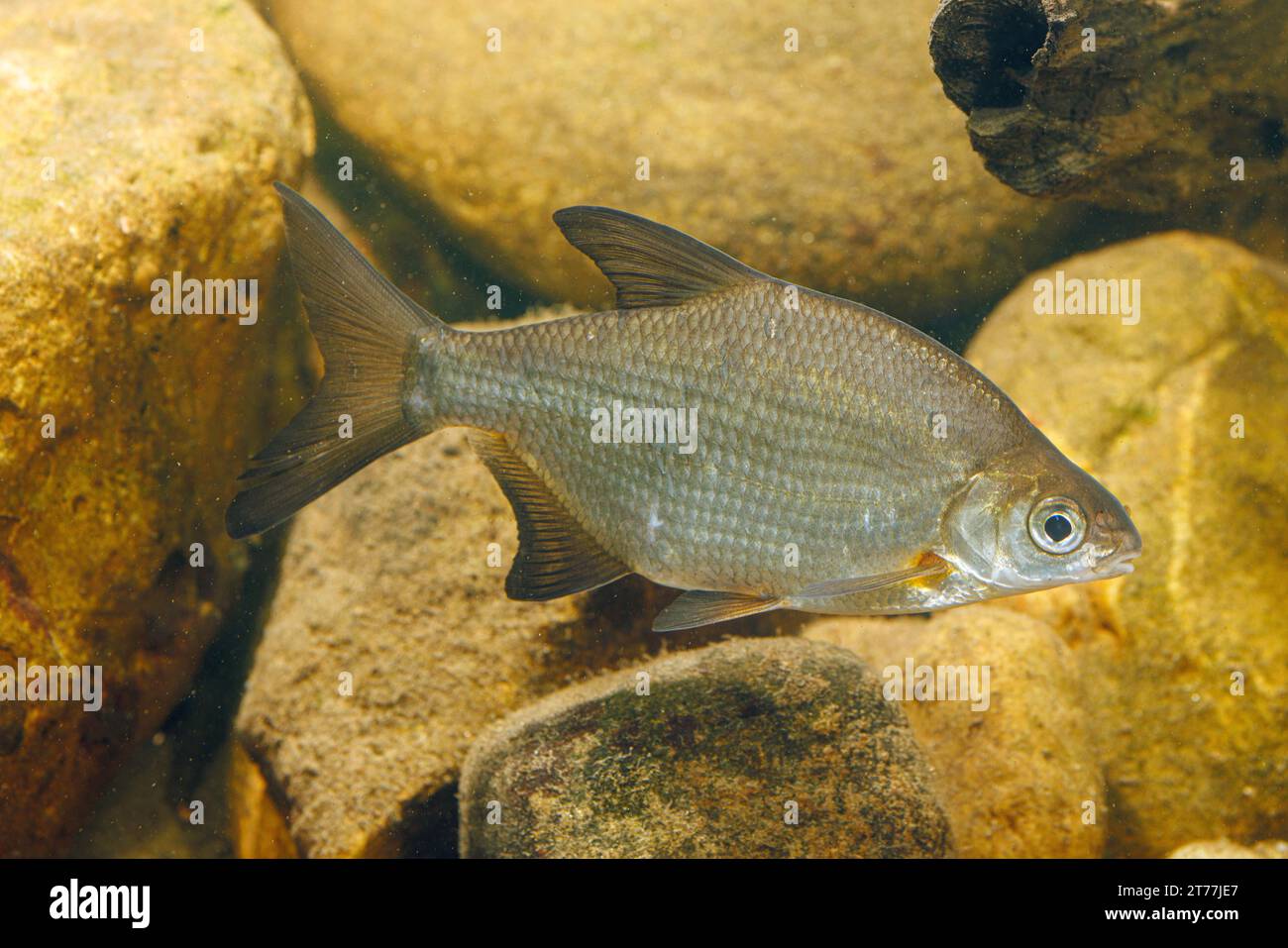 Silberbrassen, Weißbrassen (Blicca bjoerkna, Abramis bjoerkna), schwimmen vor felsigem Hintergrund Stockfoto