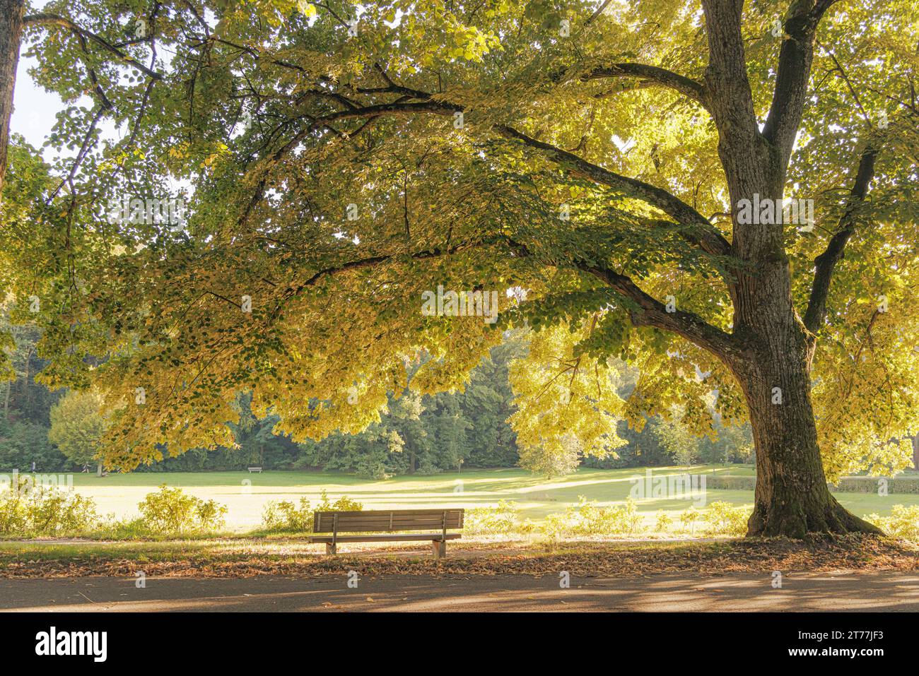 Herbstbaum und Parkbank bei geringer Sonneneinstrahlung, Deutschland, Baden-Württemberg, Lichtentaler Allee, Baden-Baden Stockfoto