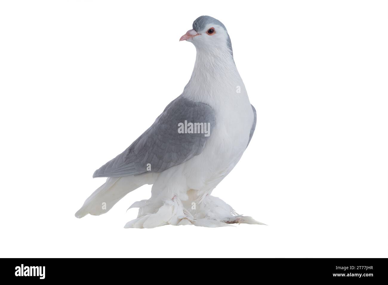 Taube, die isoliert auf weißem Hintergrund Stockfoto