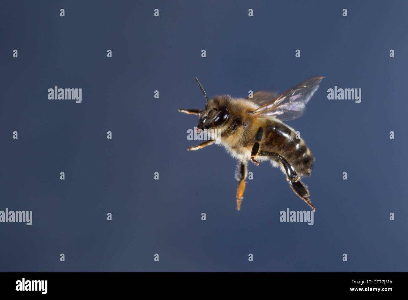 Honigbiene, Bienenstock (APIs mellifera mellifera), im Flug, Seitenansicht, Deutschland Stockfoto