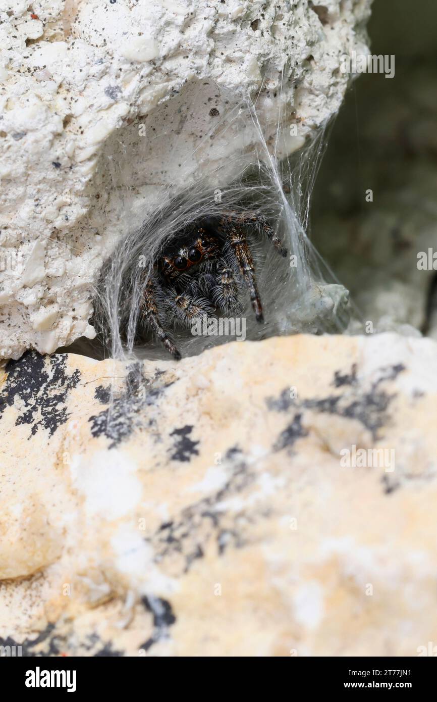 Spinnenspinne (Philaeus chrysops), weiblich im Gossamer zwischen Steinen, Vorderansicht, Kroatien Stockfoto