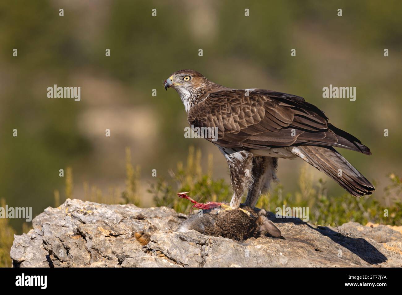 Bonellis-Adler, Bonellis-Adler (Hieraaetus fasciatus, Aquila fasciata), stehend auf einem Felsen mit einem gejagten Wildkaninchen, Seitenansicht, Spanien, Losa del Stockfoto