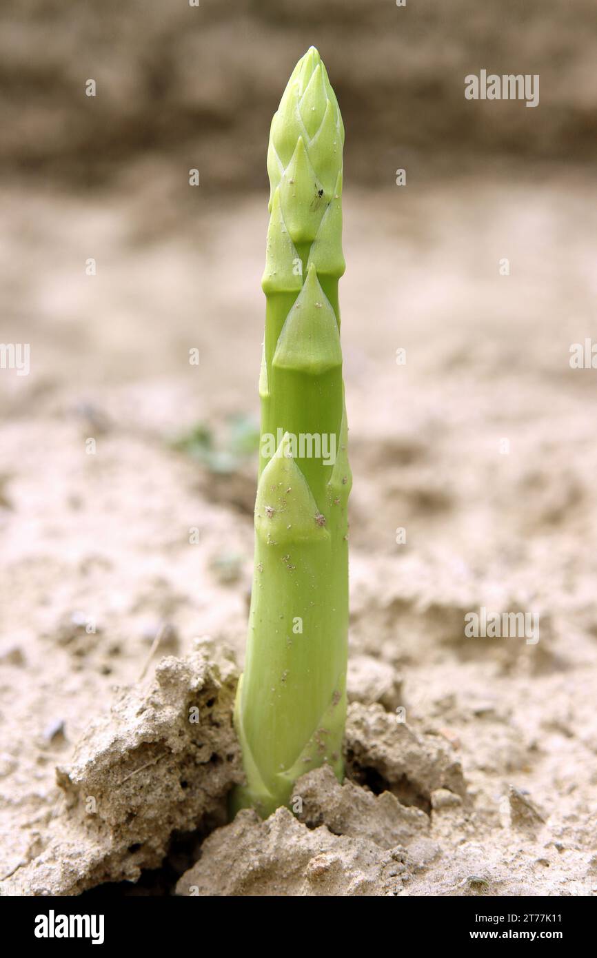 Garten Spargel, Spargel Gras, Wildspargel (Spargel officinalis), Schießen auf einem Feld, Deutschland Stockfoto