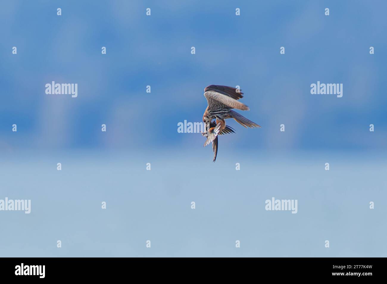 nördliches Hobby (Falco subbuteo), im Flug ein Beute-Schnapper, Seitenansicht, Deutschland, Bayern, Chiemsee Stockfoto