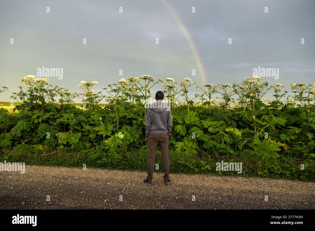 Mann in der Nähe des Giant Hogweed Sosnowski Werks. Heracleum manteggazzianum, das auf dem Feld wächst Stockfoto