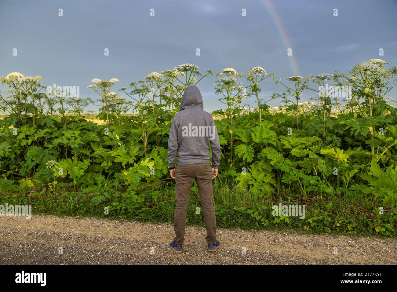 Mann in der Nähe des Giant Hogweed Sosnowski Werks. Heracleum manteggazzianum, das auf dem Feld wächst Stockfoto