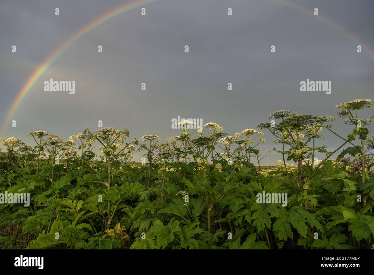 Sosnowskys Hogweed Heracleum sosnowskyi ist eine gefährliche invasive Pflanze. Rainbow auf dem Hogweed-Feld Stockfoto