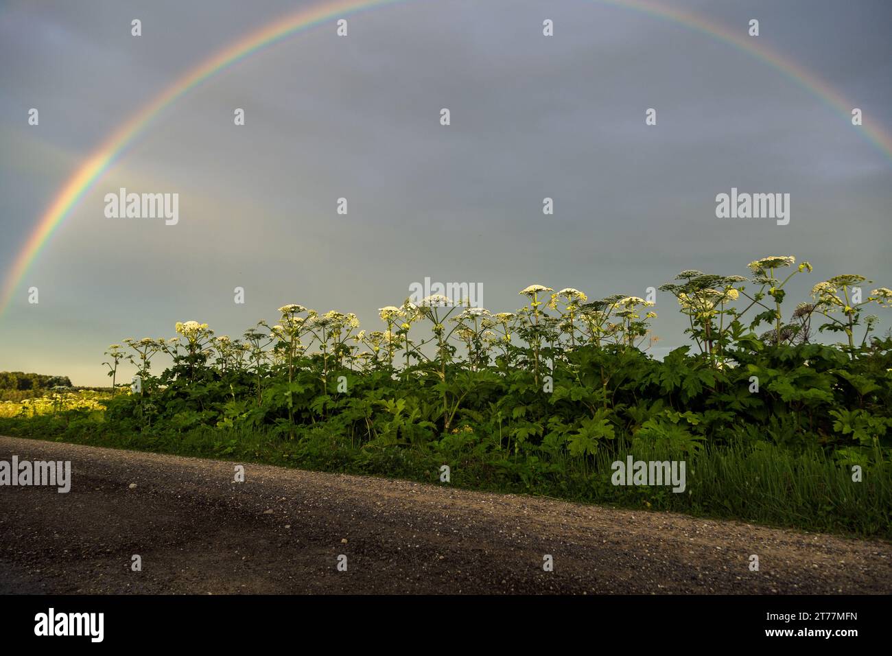 Sosnowskys Hogweed Heracleum sosnowskyi ist eine gefährliche invasive Pflanze. Rainbow auf dem Hogweed-Feld Stockfoto