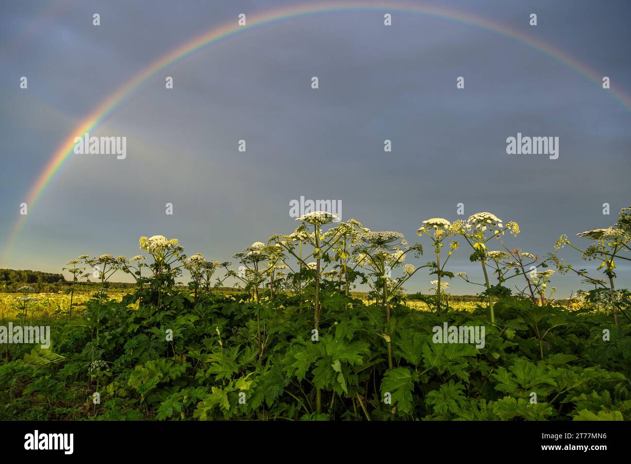 Sosnowskys Hogweed Heracleum sosnowskyi ist eine gefährliche invasive Pflanze. Rainbow auf dem Hogweed-Feld Stockfoto