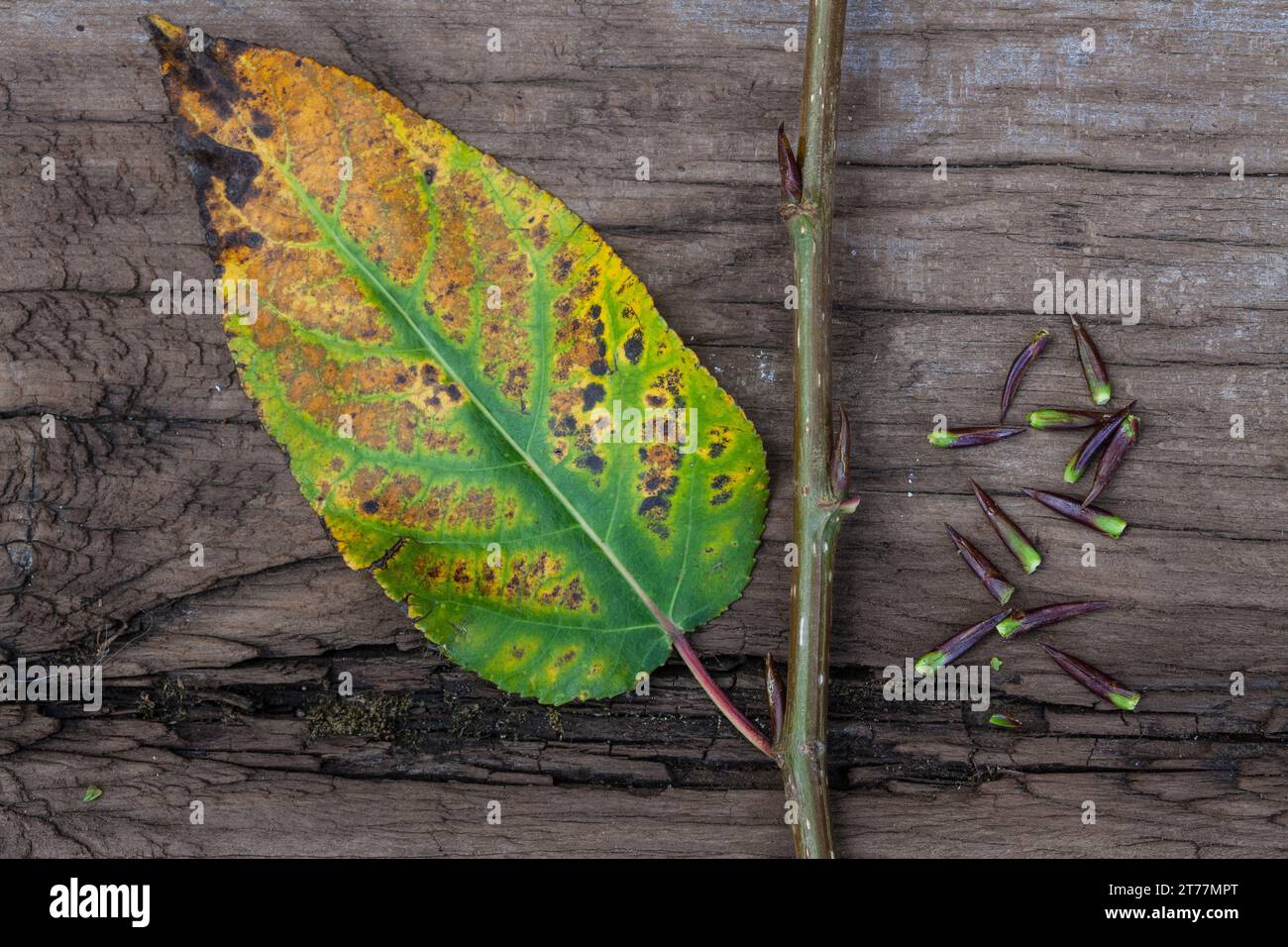 Balsampappel, Herbstlaub und Knospen, Balsam-Pappel, Pappel, Populus balsamifera, Populus Tacamahaca, Balsampappel, Bam, Bambaum, östlicher Balsam-popl Stockfoto