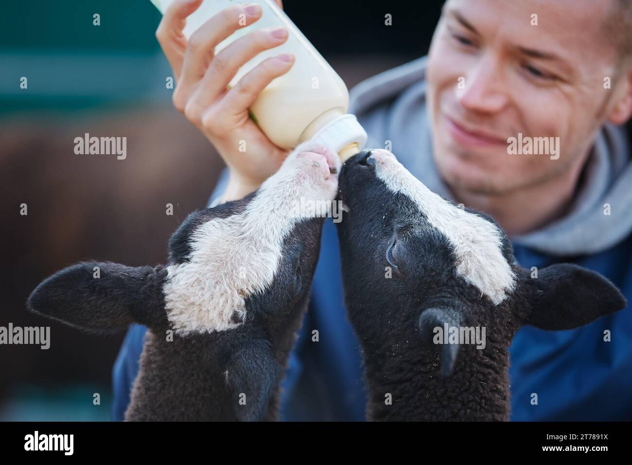 Landwirt füttert zwei kleine Lämmer mit Milch aus einer Babyflasche. Das tägliche Leben auf dem Bio-Bauernhof. Themen nachhaltige Landwirtschaft, Ökologie und Tierpflege. Stockfoto
