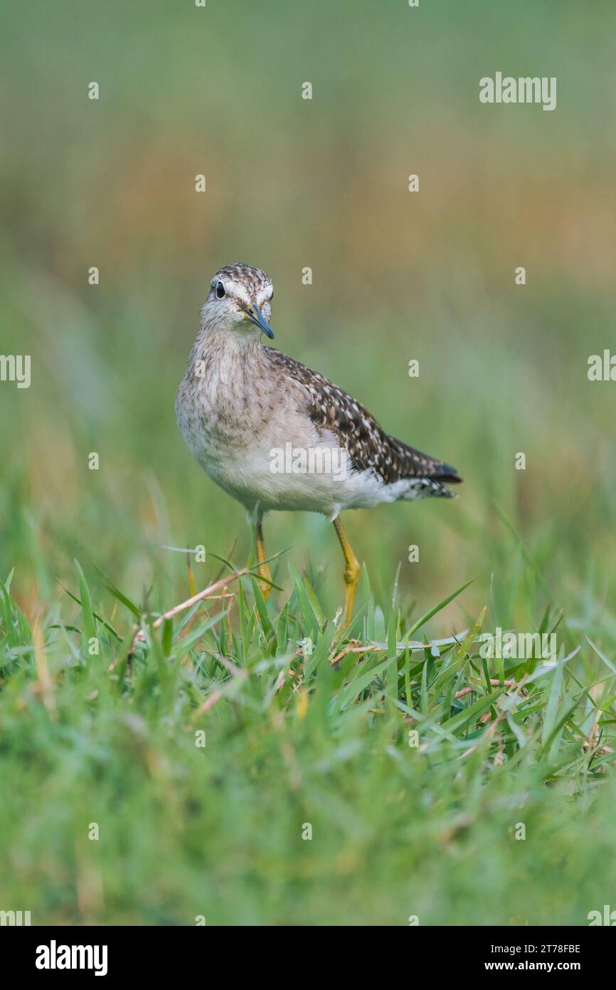 Sandpipervogel in seinem natürlichen grasbewachsenen Lebensraum Stockfoto