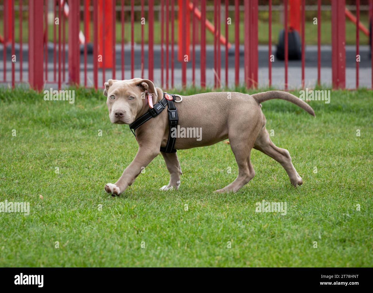 Ein amerikanischer XL-Bully-Welpe in einem Birmingham Park. Stockfoto