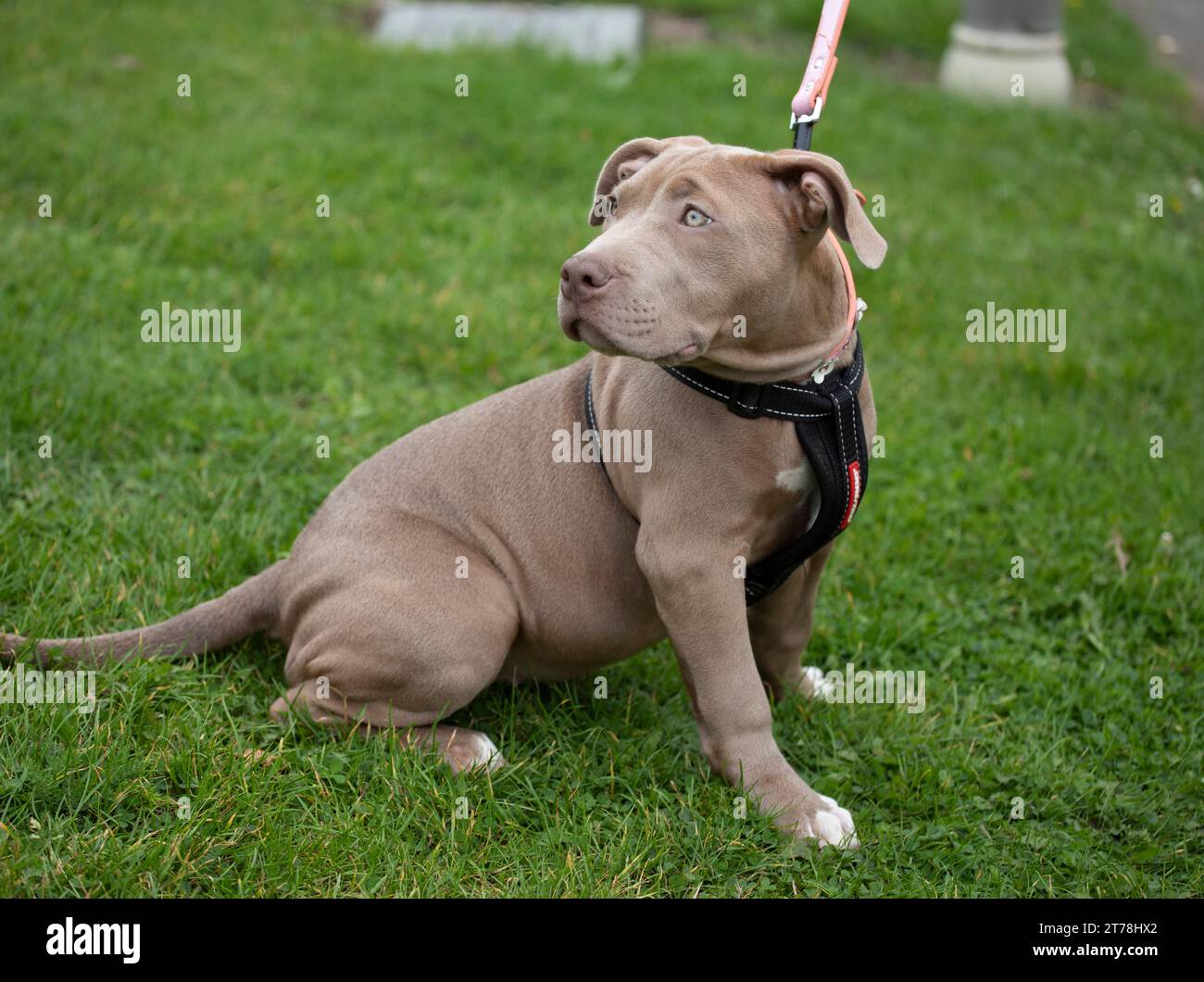 Ein amerikanischer XL-Bully-Welpe in einem Birmingham Park. Stockfoto
