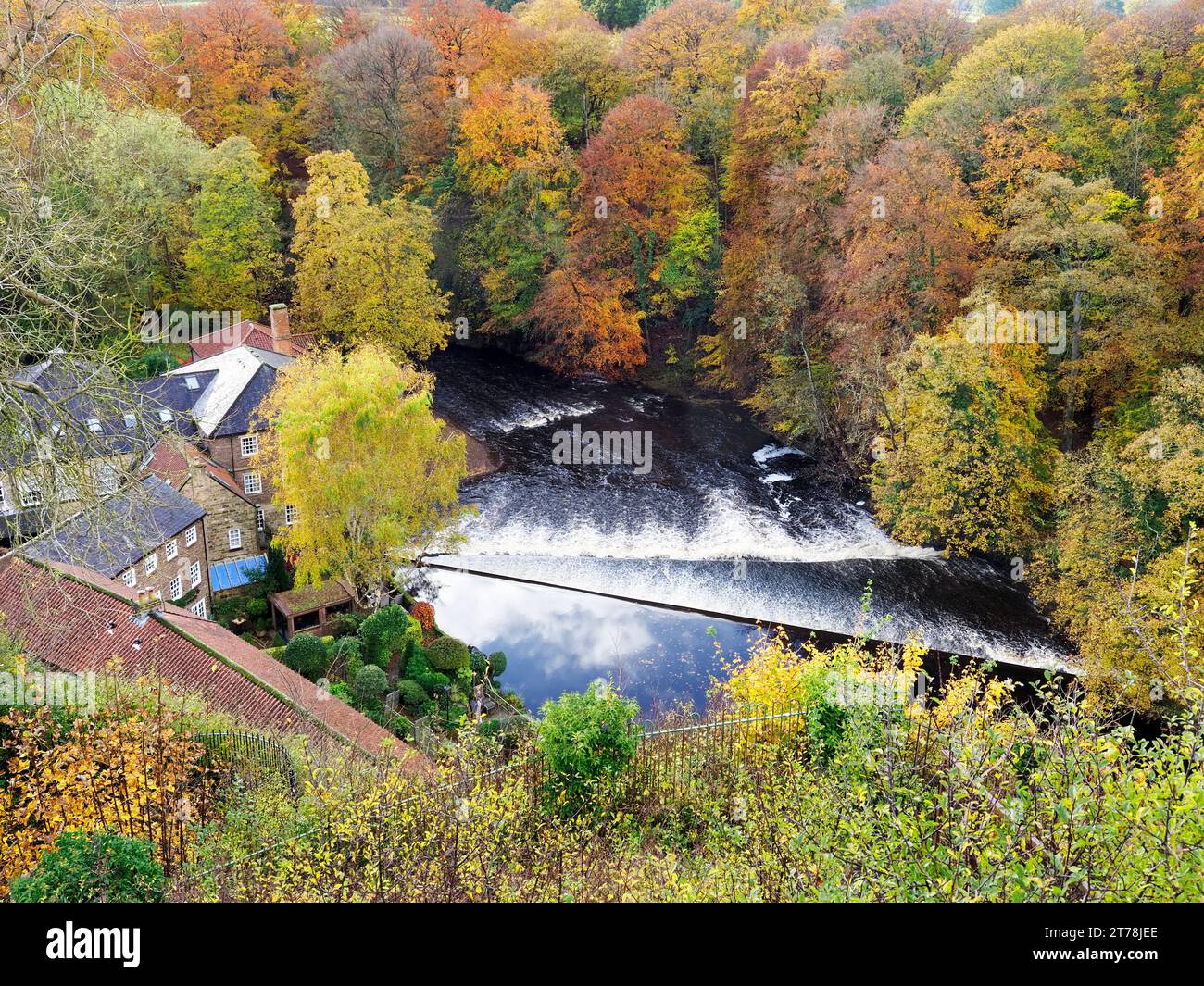 Castle Mills und Herbstbäume am Wehr am Ruver Nidd in Knaresborough North Yorkshire England Stockfoto