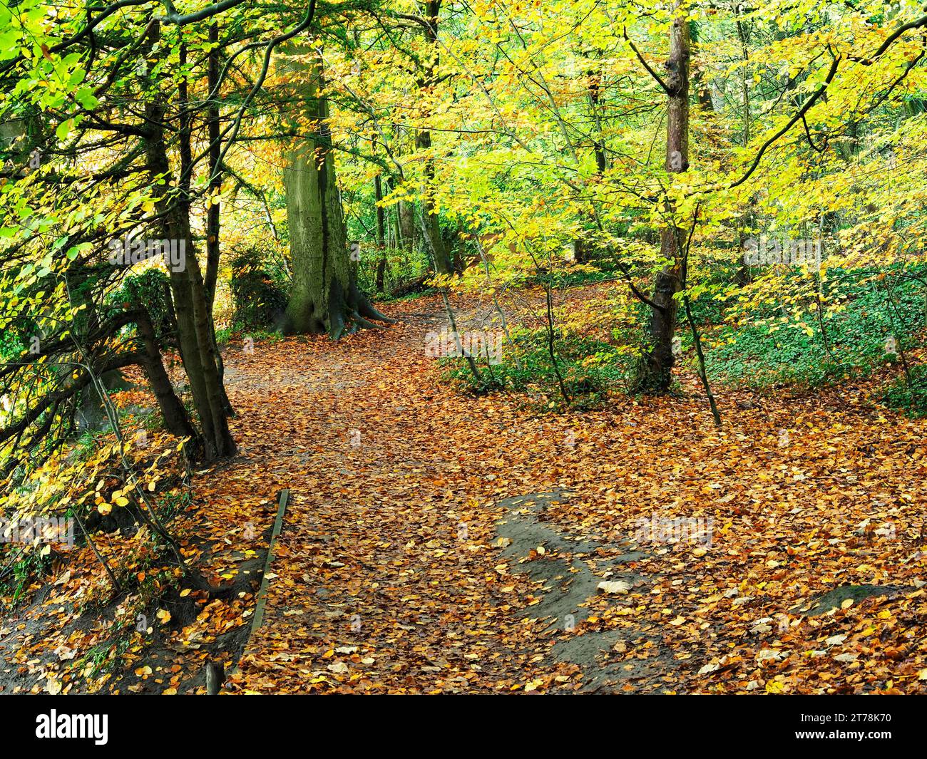 Farbenfrohe Herbstbäume auf dem Riverside Circular Walk in Conyngham Hall Grounds Knaresborough North Yorkshire England Stockfoto