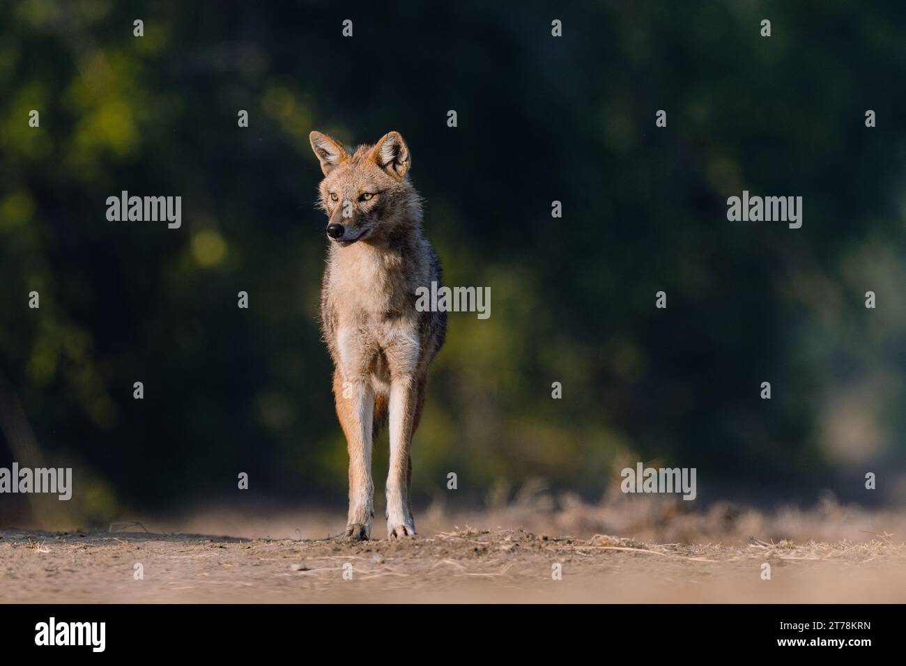 Jackal im Bharatpur Vogelschutzgebiet in Rajasthan, Indien bei goldenem Abendlicht Stockfoto