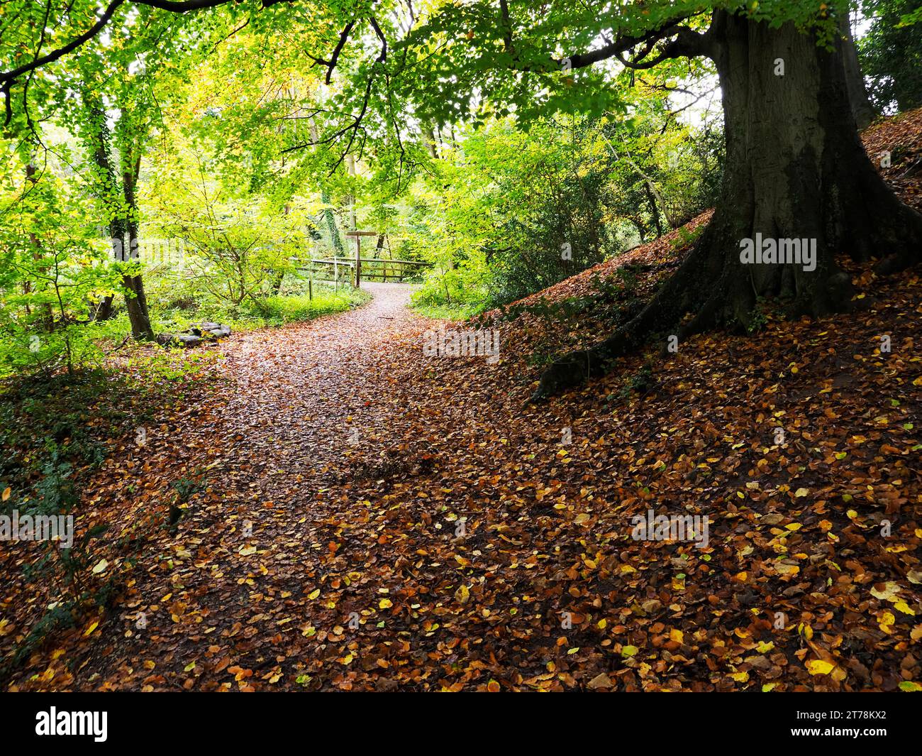 Teppich mit gefallenen Blättern unter Herbstbäumen im Mackintosh Park in Knaresborough North Yorkshire England Stockfoto