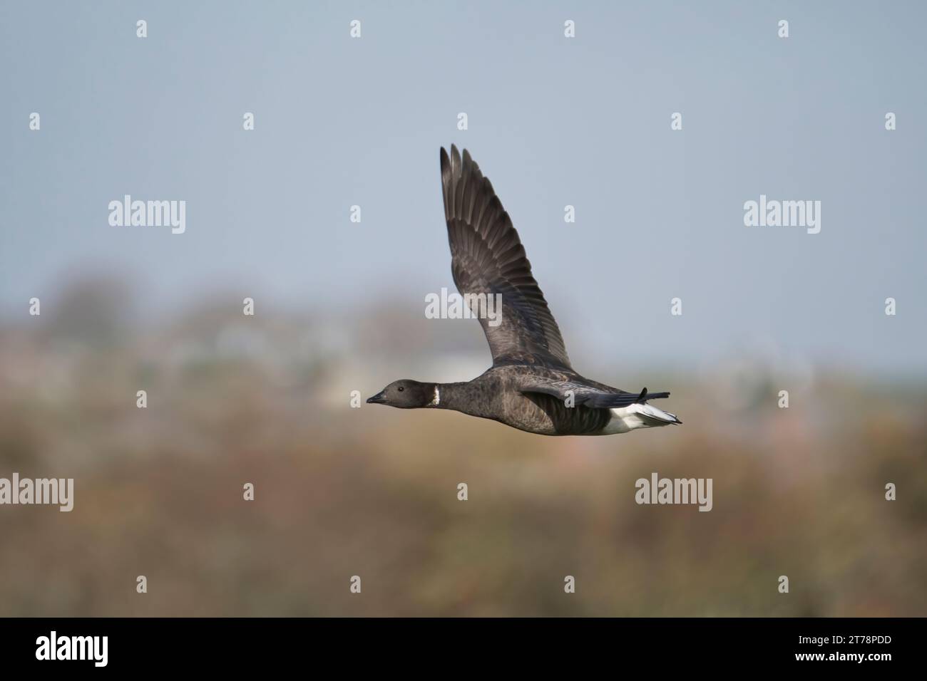 Brent Gans (Branta bernicla) im Flug. Dieser Vogel ist ein Erwachsener, dessen weiße Halsmarkierung deutlich sichtbar ist. Stockfoto