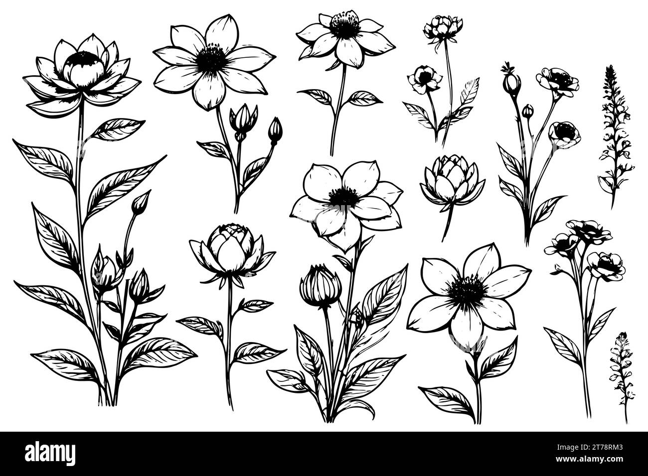 Sammlung von handgezeichneten Blumen und Pflanzen. Monochrome Vektorabbildungen im Skizzenstil. Isolierte Blumenelemente Stock Vektor