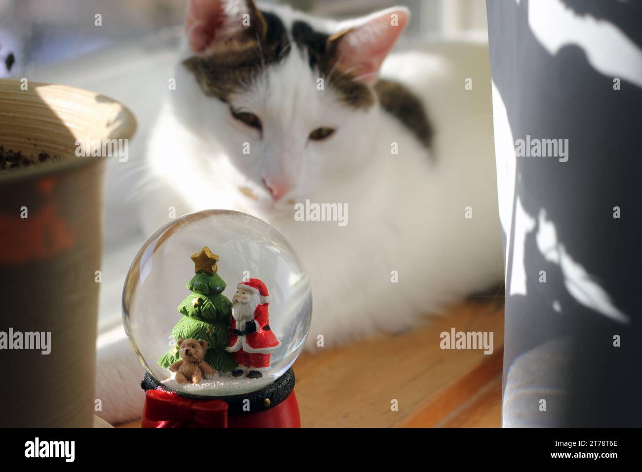 Japanische Bobtail-Katze, die eine Weihnachtsschneekugel am Fenster ansieht Stockfoto
