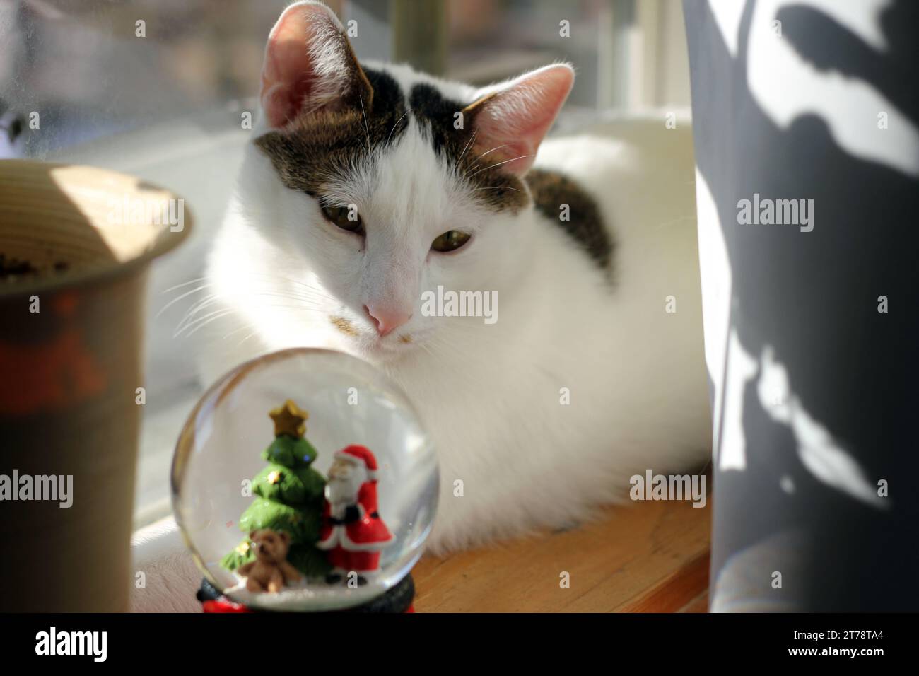 Japanische Bobtail-Katze, die eine Weihnachtsschneekugel am Fenster ansieht Stockfoto