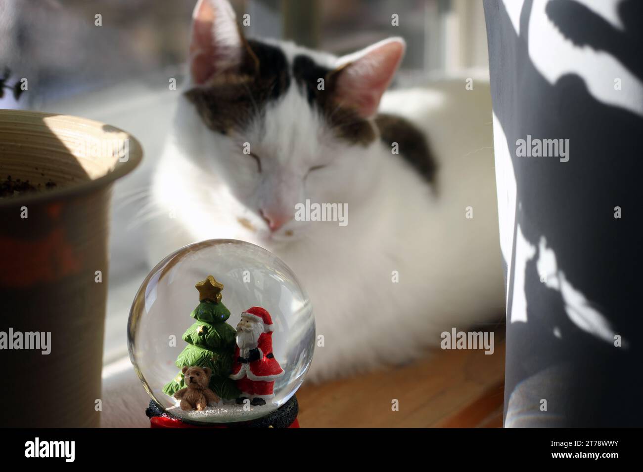 Japanische Bobtail-Katze, die eine Weihnachtsschneekugel am Fenster ansieht Stockfoto