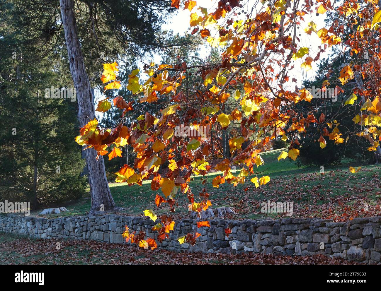 Sycamore Tree Branch Farbenfrohe Herbstblätter Stockfoto