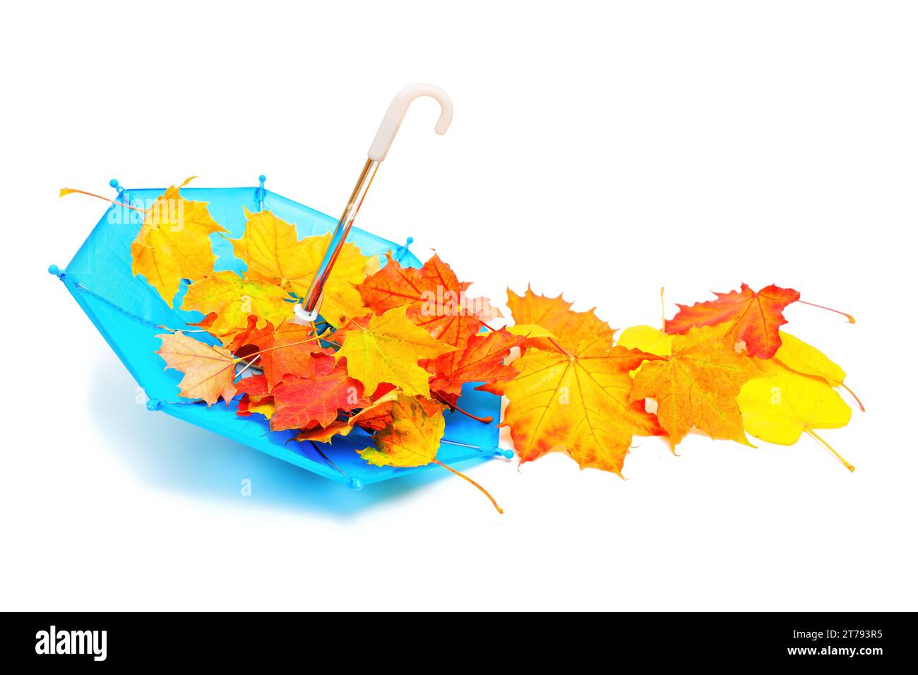 Winziger blauer Spielzeugschirm und ein Haufen leuchtender Ahornblätter vor einem sauberen weißen Hintergrund. Die Farben und das charmante Konzept der Herbstsaison. Stockfoto