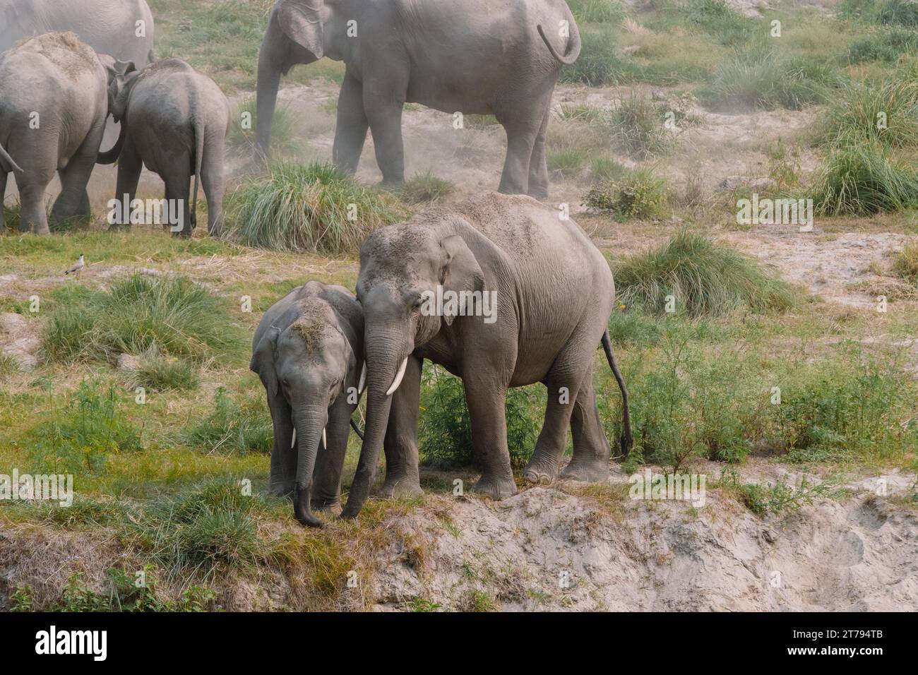 Wilde Elefantenherde im Jim Corbett National Park in Indien Stockfoto