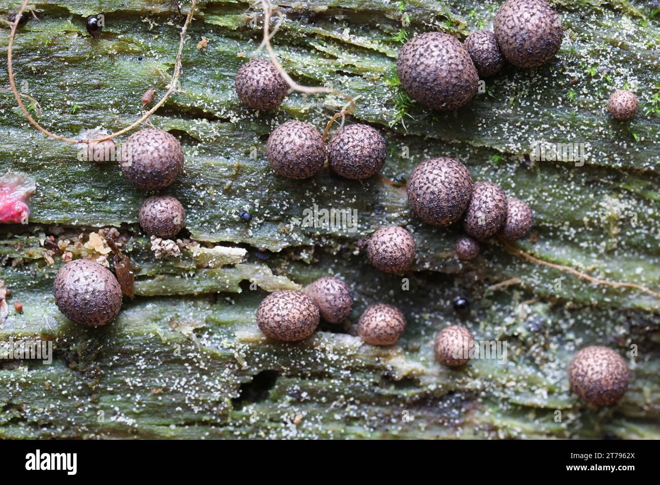 Lycogala roseosporum, eine Art von Wolfsmilch, Schleimschimmel aus Finnland Stockfoto