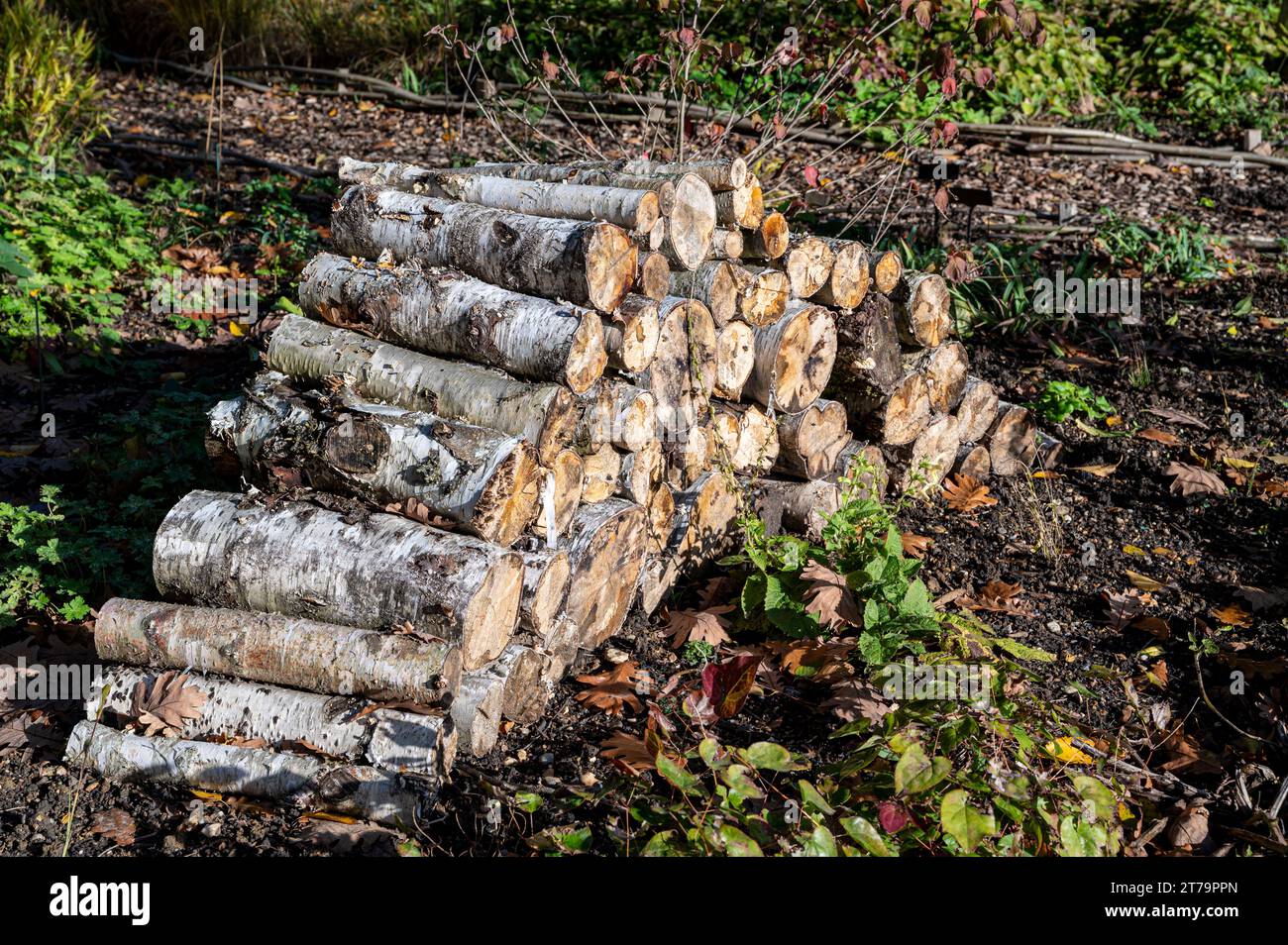 Baumstämme, die einen Lebensraum für Wildtiere schaffen. Holzhaufen-Insekten und Wirbellose-Unterschlupf. Stockfoto
