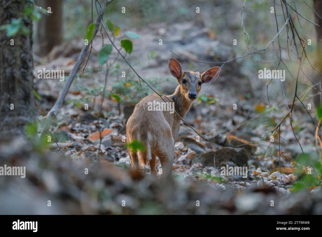 Bellende Hirsche im Jim Corbett National Park in Indien Stockfoto