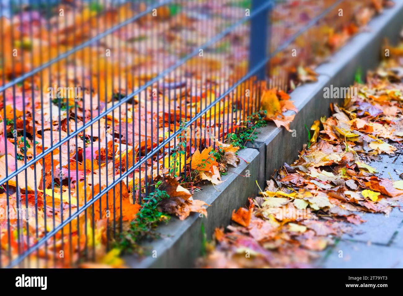 Düsseldorf 14.11.2023 Herbstlaub Herbst Herbstfarben Baum Laubbaum Laubbäume Herbstsonne Herbstwetter Herbstblätter Rutschgefahr Glätte Unfallgefahr Unfallversicherung Berufsgenossenschaft Auto Bremsweg Düsseldorf Nordrhein-Westfalen Deutschland *** Düsseldorf 14 11 2023 Herbstlaub Herbstfarben Laubbäume Laubbäume Laubbäume Herbstsonne Herbstsonne Herbstwetter Herbstwetter Herbstblätter rutschige Eis Unfallrisiko Unfallversicherung Berufsverband Autobremsstrecke Düsseldorf Nordrhein-Westfalen Deutschland Credit: Imago/Alamy Live News Stockfoto
